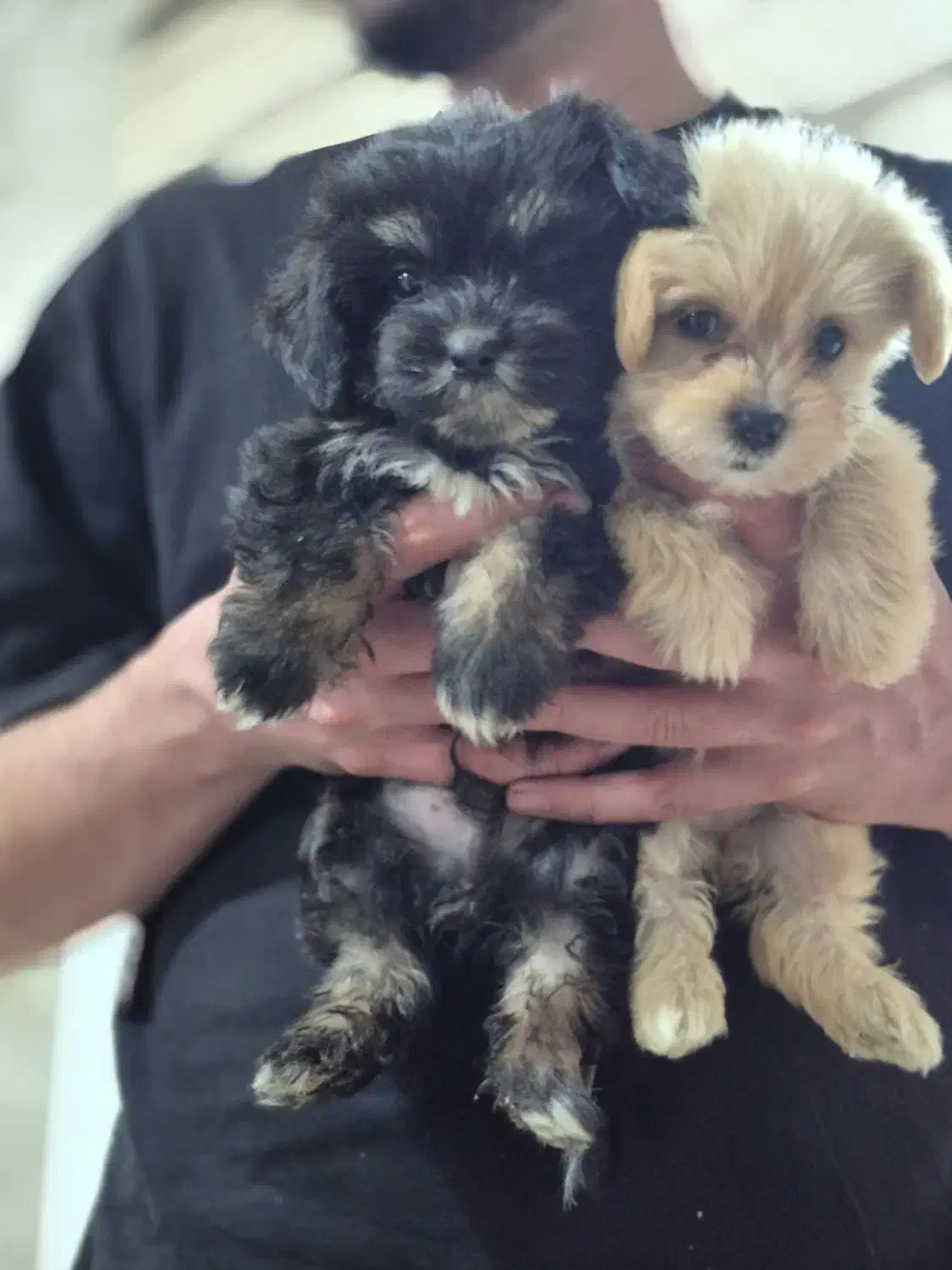 سگ شیتزو اصل|سگ|سنگر, |دیوار