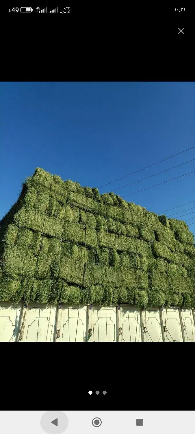 یونجه|خدمات باغبانی و درختکاری|حاجی آباد, |دیوار