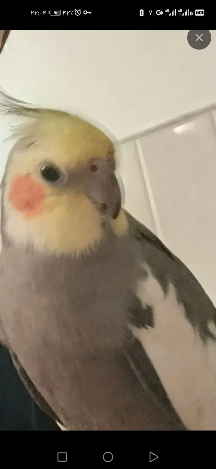 گمشده محدوده آرمان خ آرمان|حیوانات|یزد, |دیوار