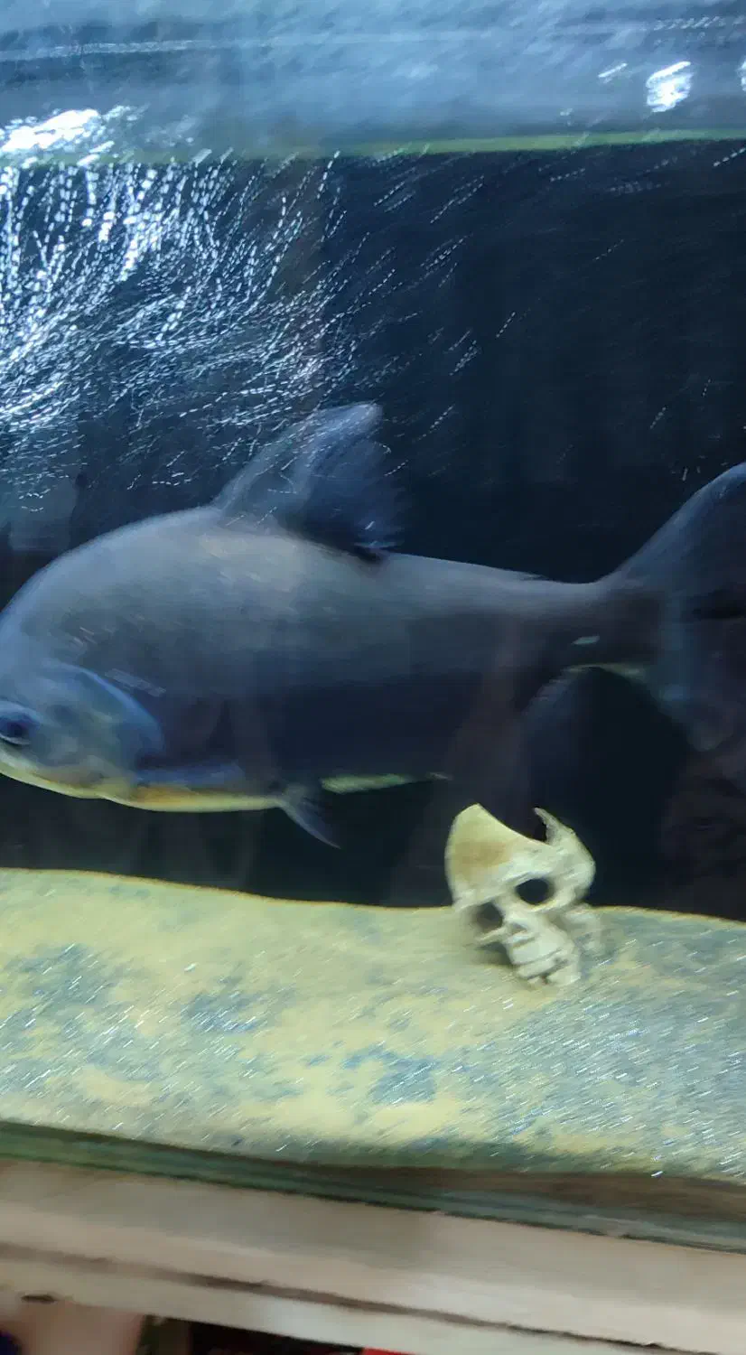 ماهی پیرانا|ماهی|زاهدان, |دیوار