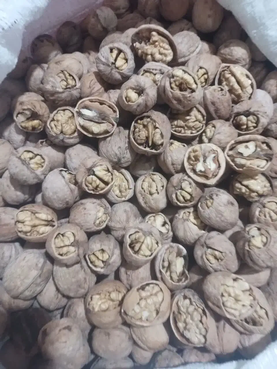 گردوی کردستان|خوردنی و آشامیدنی|مشهد, چهارچشمه|دیوار