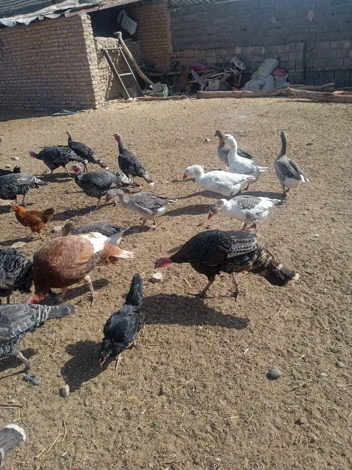 مرغ،خروس،بوقلمون،غاز. فروشی|حیوانات مزرعه|نصر آباد, |دیوار