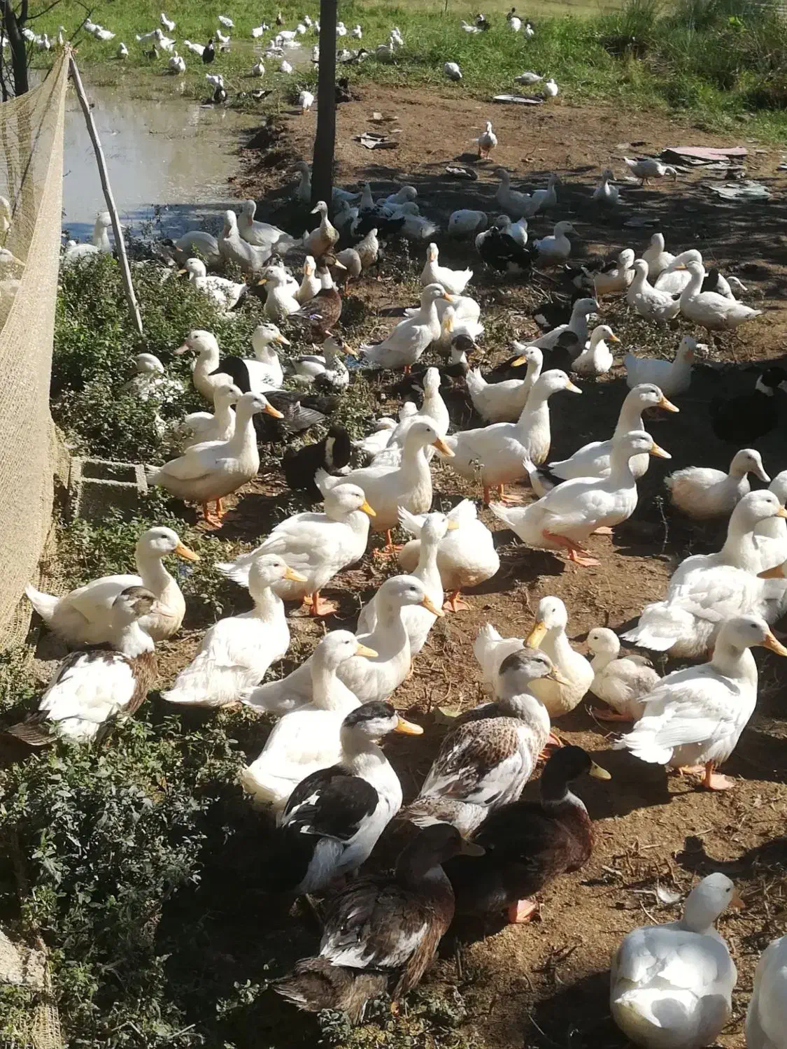 اوردک ۳ماهه|حیوانات مزرعه|گوراب زرمیخ, |دیوار