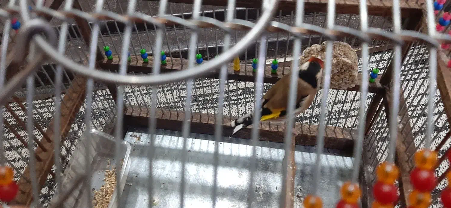 سهره|پرنده|بندر ماهشهر, |دیوار