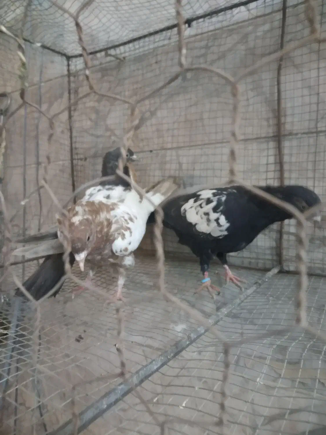 جوجه سینه|پرنده|مشهد, رده|دیوار