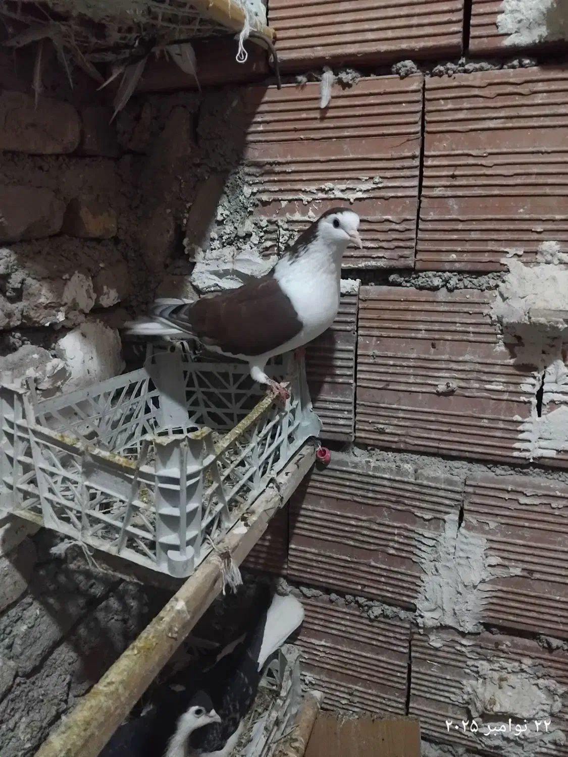 ساده سرخ|پرنده|نگین شهر, |دیوار