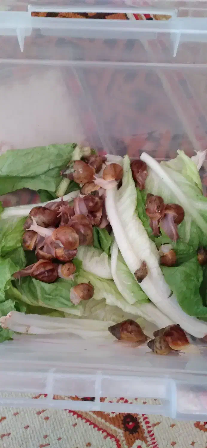 فروش بچه حلزون|خزنده|محمدیه-قزوین, |دیوار