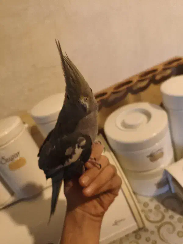 فروشی|پرنده|سیرجان, |دیوار