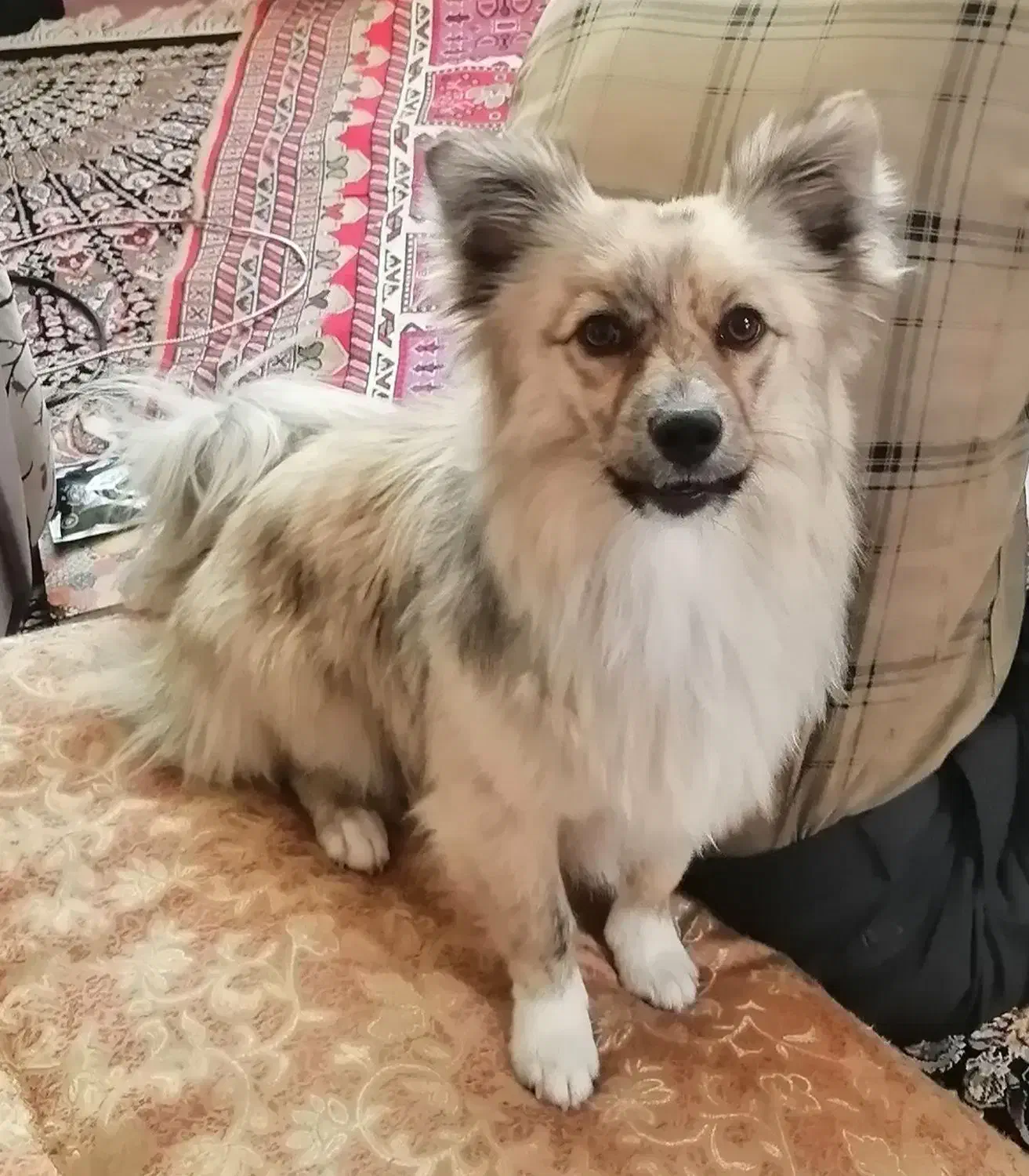 گم شده|سگ|فردوس (خراسان), |دیوار