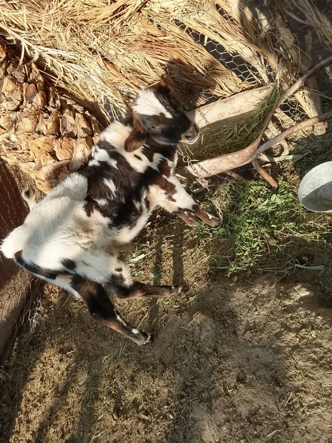 فروشی|حیوانات مزرعه|ارزوئیه, |دیوار