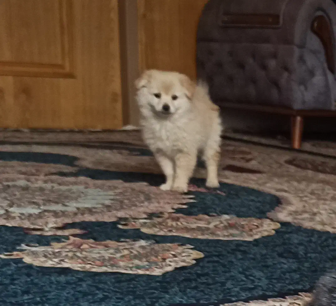 واگذاری سگ|سگ|فولادشهر, B6|دیوار