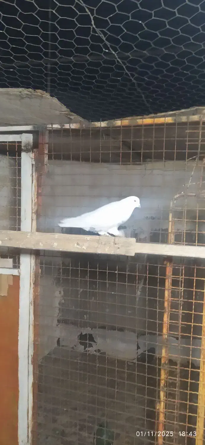 کفتر پرشی تیرماه دیده|پرنده|رباطکریم, رباطکریم|دیوار