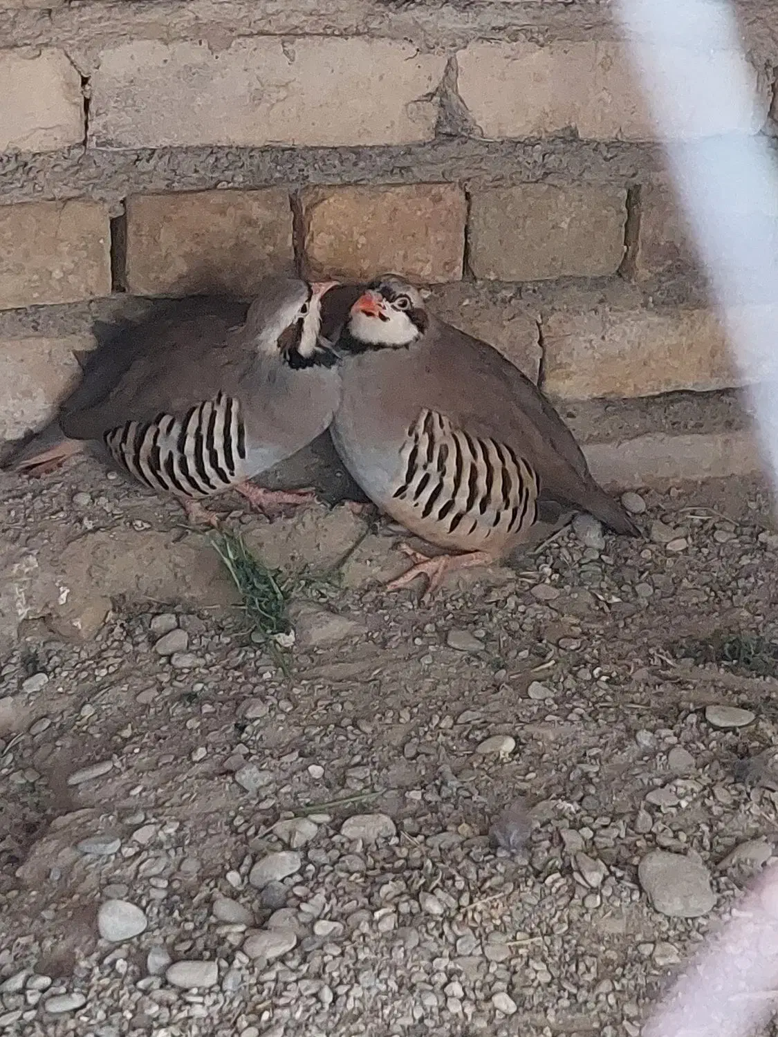 مرغ کوهی و محلی|حیوانات مزرعه|ایرانشهر, |دیوار