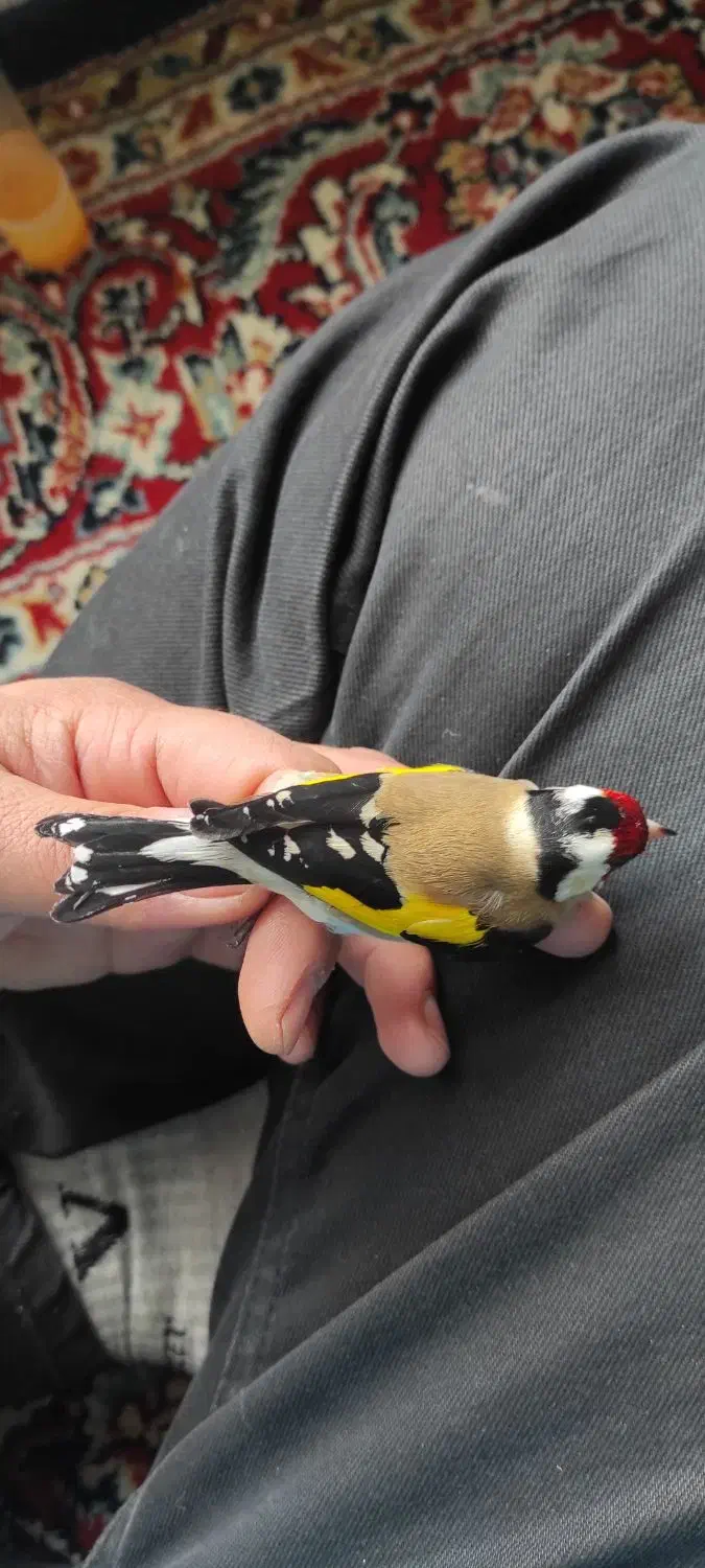 سهره|پرنده|کرمانشاه, |دیوار