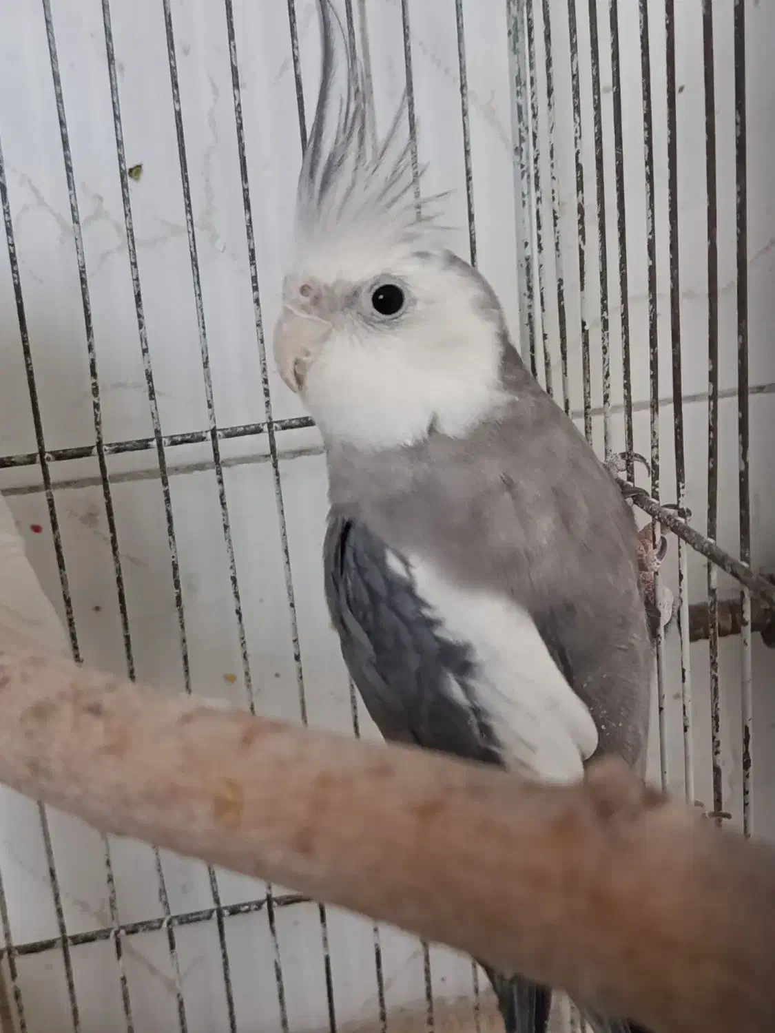 پرنده عروس|پرنده|تربتحیدریه, میدان مرکزی|دیوار