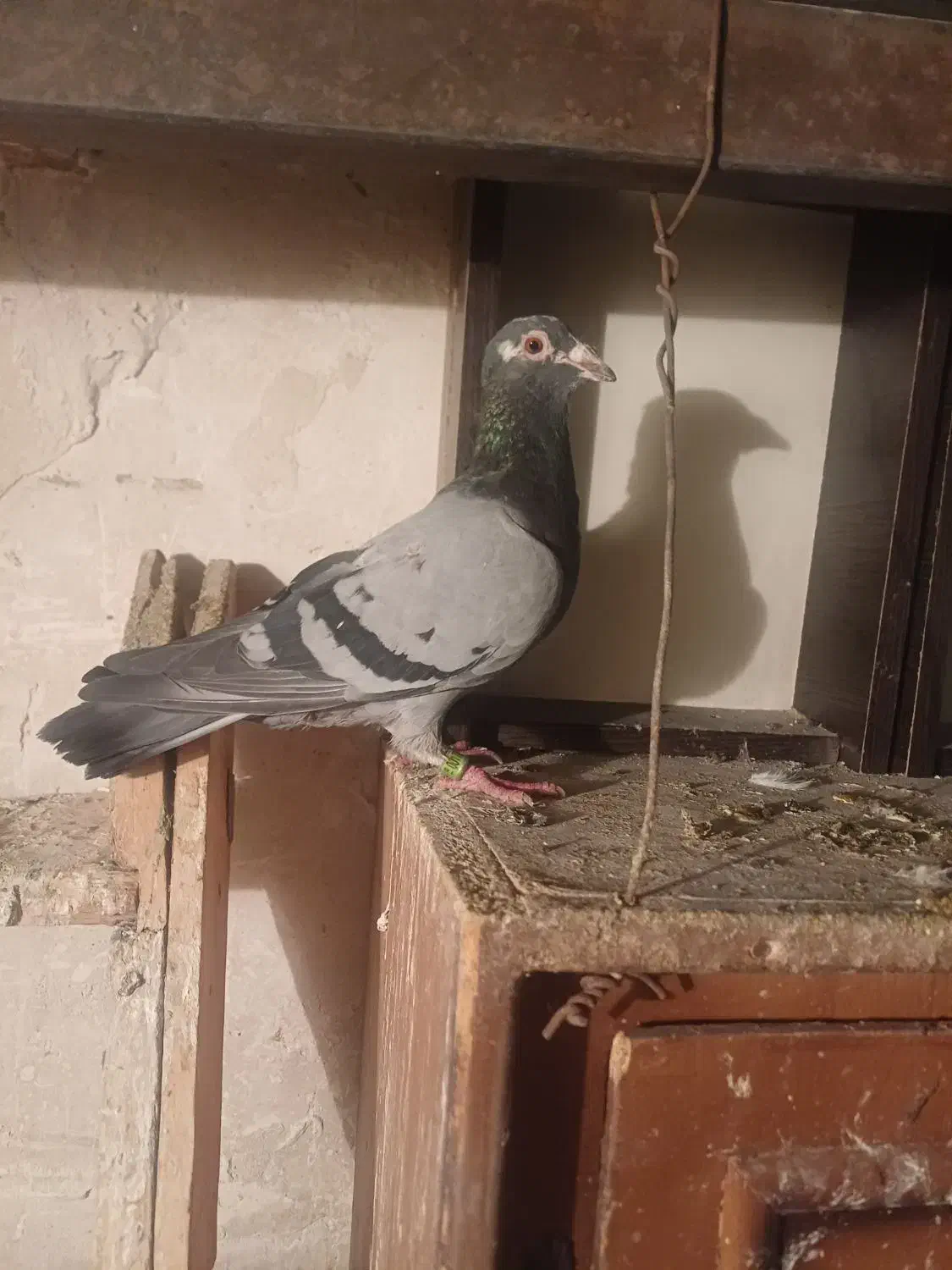 کبوتر اتم|پرنده|ارومیه, |دیوار