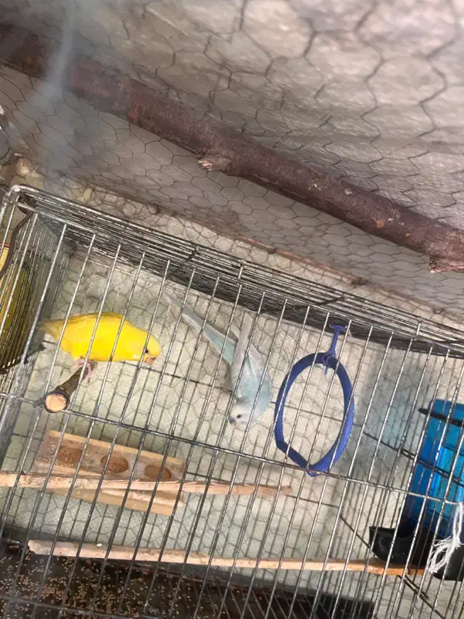 مرغ عشق|پرنده|عنبرآباد, |دیوار