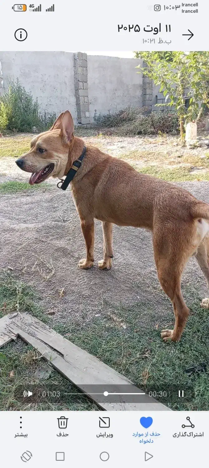 سگ دیانگورد آرژانتین پیتوبل|سگ|تولم شهر, |دیوار