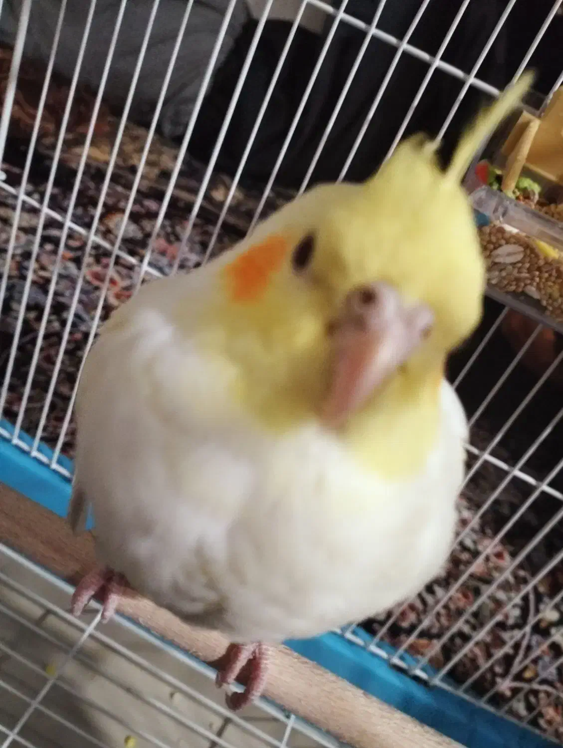 عروس هلندی ماده|پرنده|سردشت, |دیوار