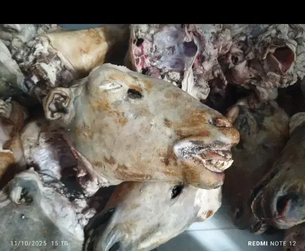 انواع کله پاچه خام و پخته با قیمت مناسب|خوردنی و آشامیدنی|لردگان, |دیوار