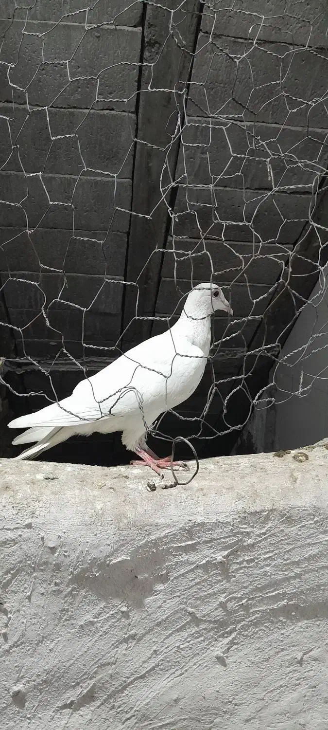 دوعددجوجه‌کوهی‌درگ|پرنده|باوی, |دیوار