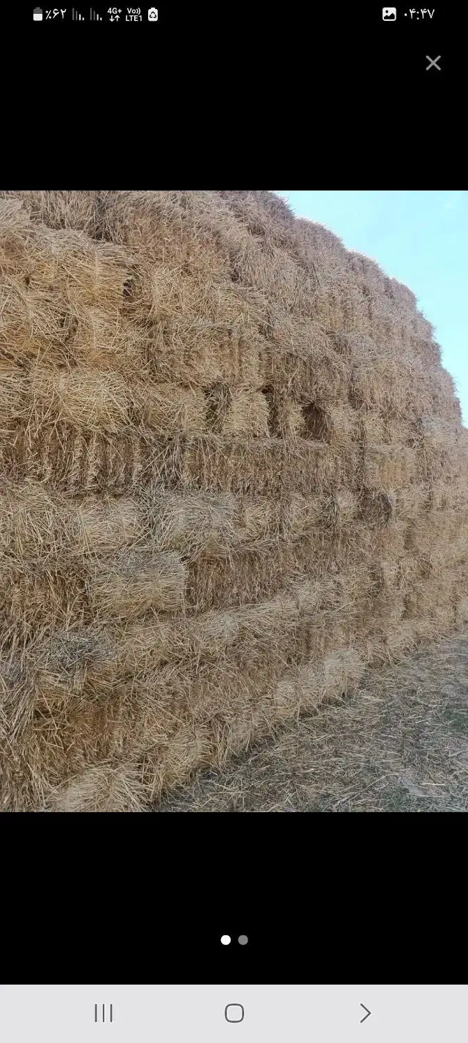 کاه وکلش ویونجه|لوازم جانبی حیوانات|اردبیل, |دیوار