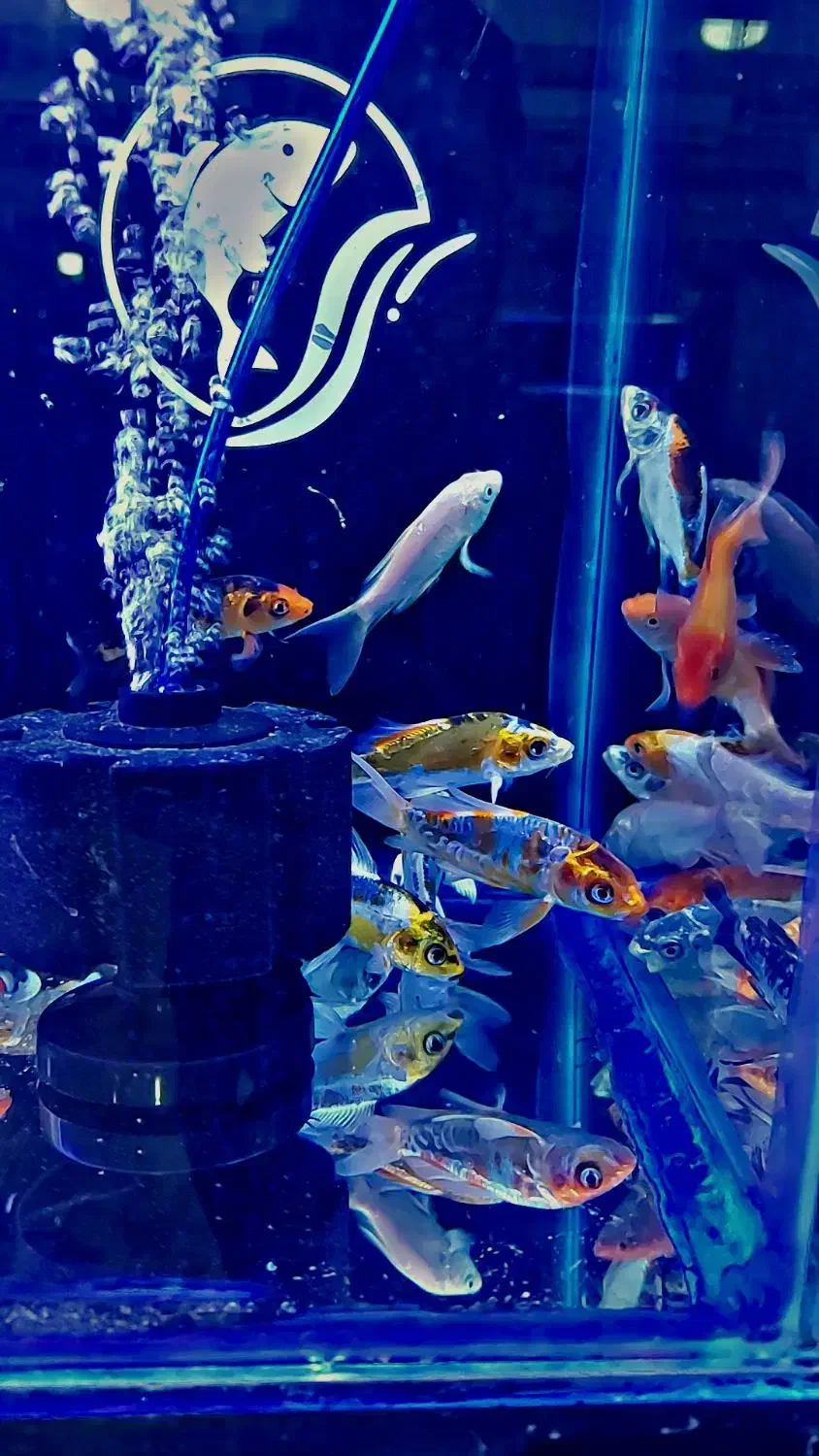 کوی. تترا. پنگوسی|ماهی|شهریار, شهرک وائین|دیوار