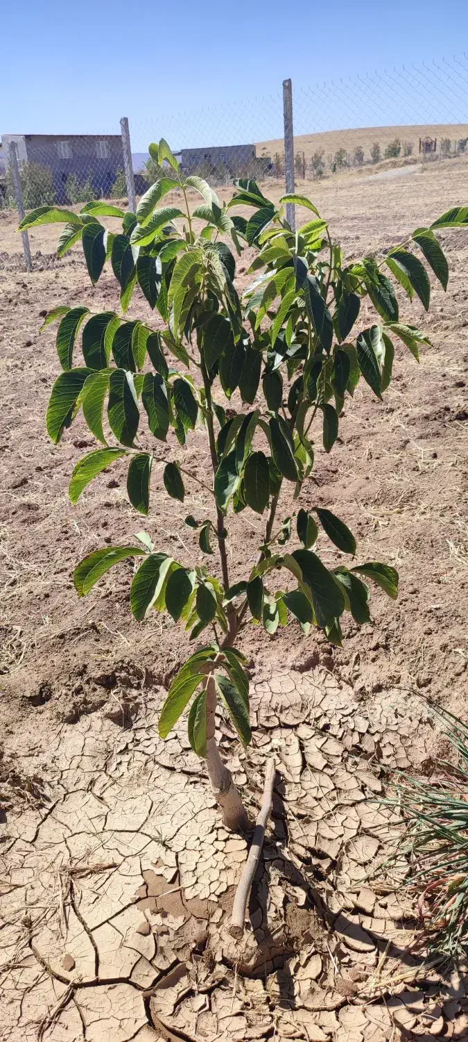باغ نیمه کاره درجه ۱|فروش زمین و ملک کلنگی|سقز, |دیوار