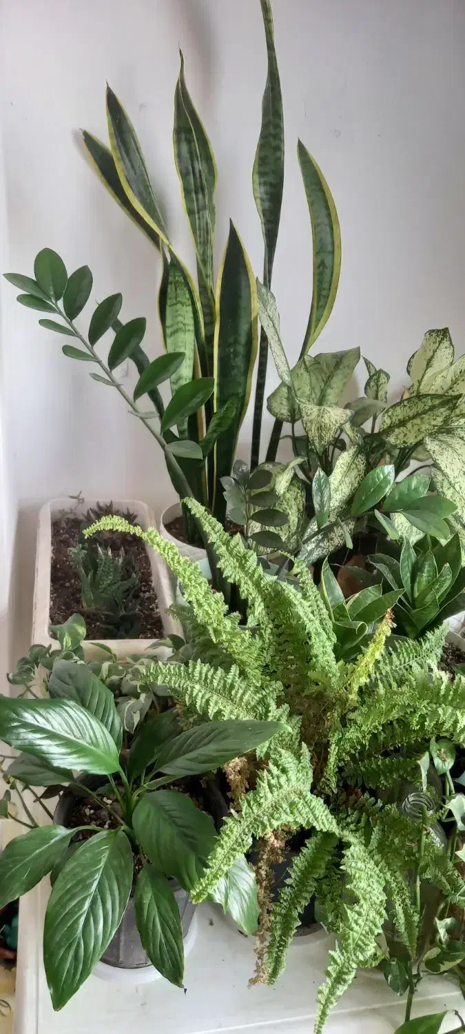 تعدادی گل|گل و گیاه طبیعی|رشت, شهرک آیت الله منتظری|دیوار