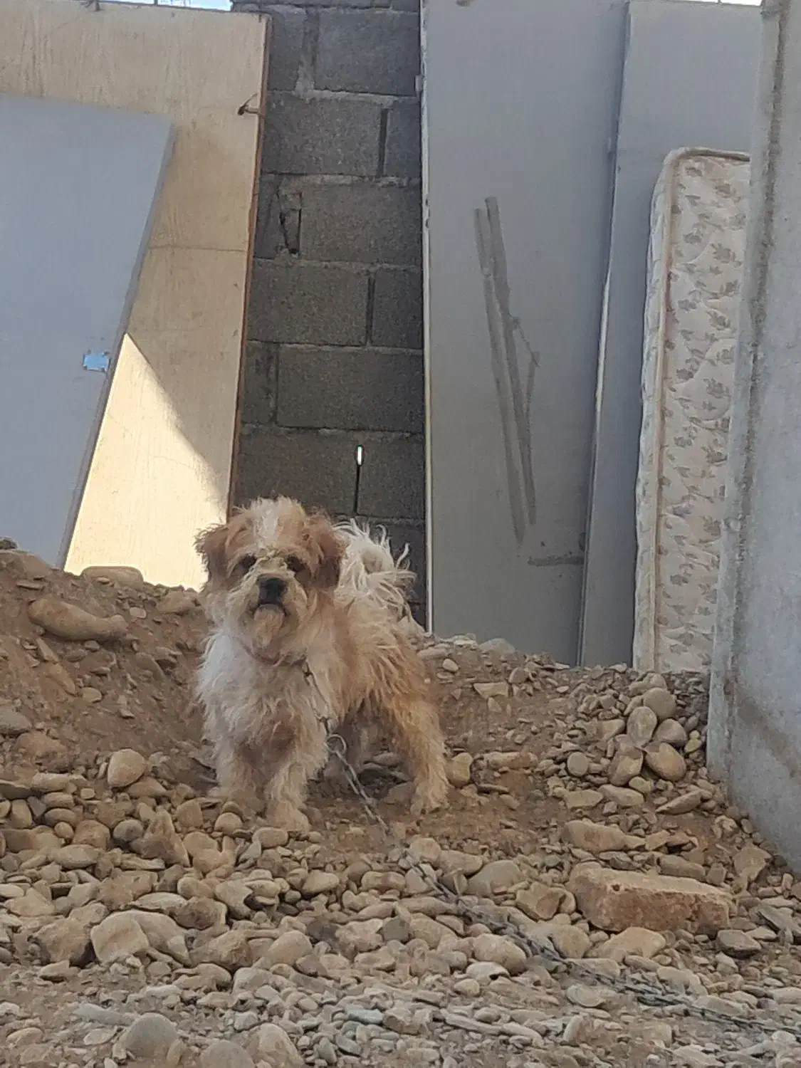 سگ ترییر قیمت ۱۴۰۰|سگ|فردیس, شهرک ناز|دیوار