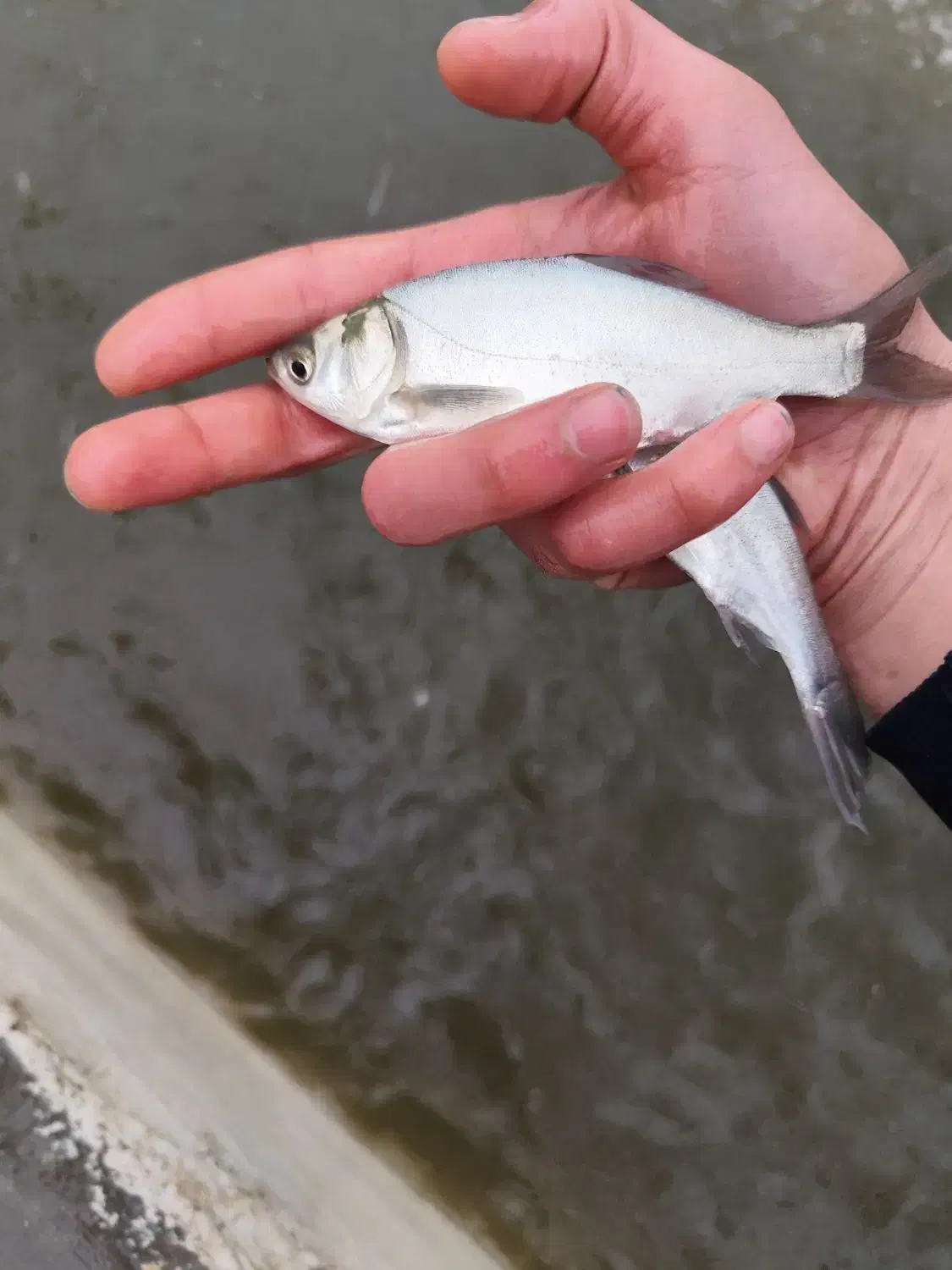 فروش بچه ماهی پرورشی کپور آمور|ماهی|کرج, ترمینال کلانتری|دیوار
