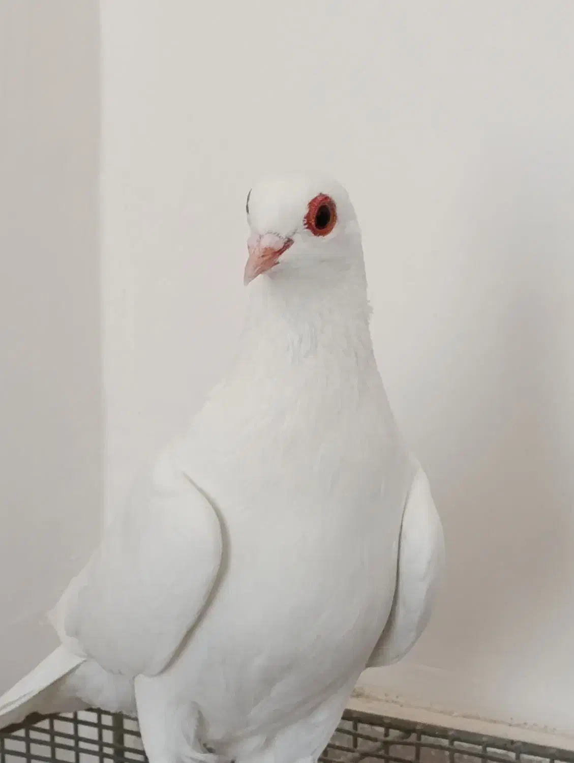 کبوتر|پرنده|تبریز, |دیوار