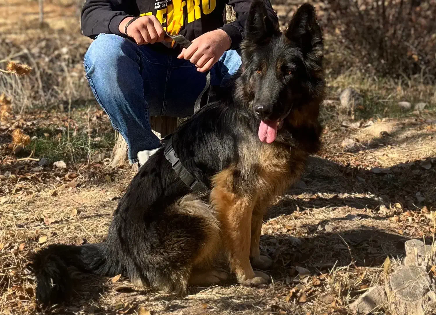 سگ ژرمن|سگ|زنجان, |دیوار