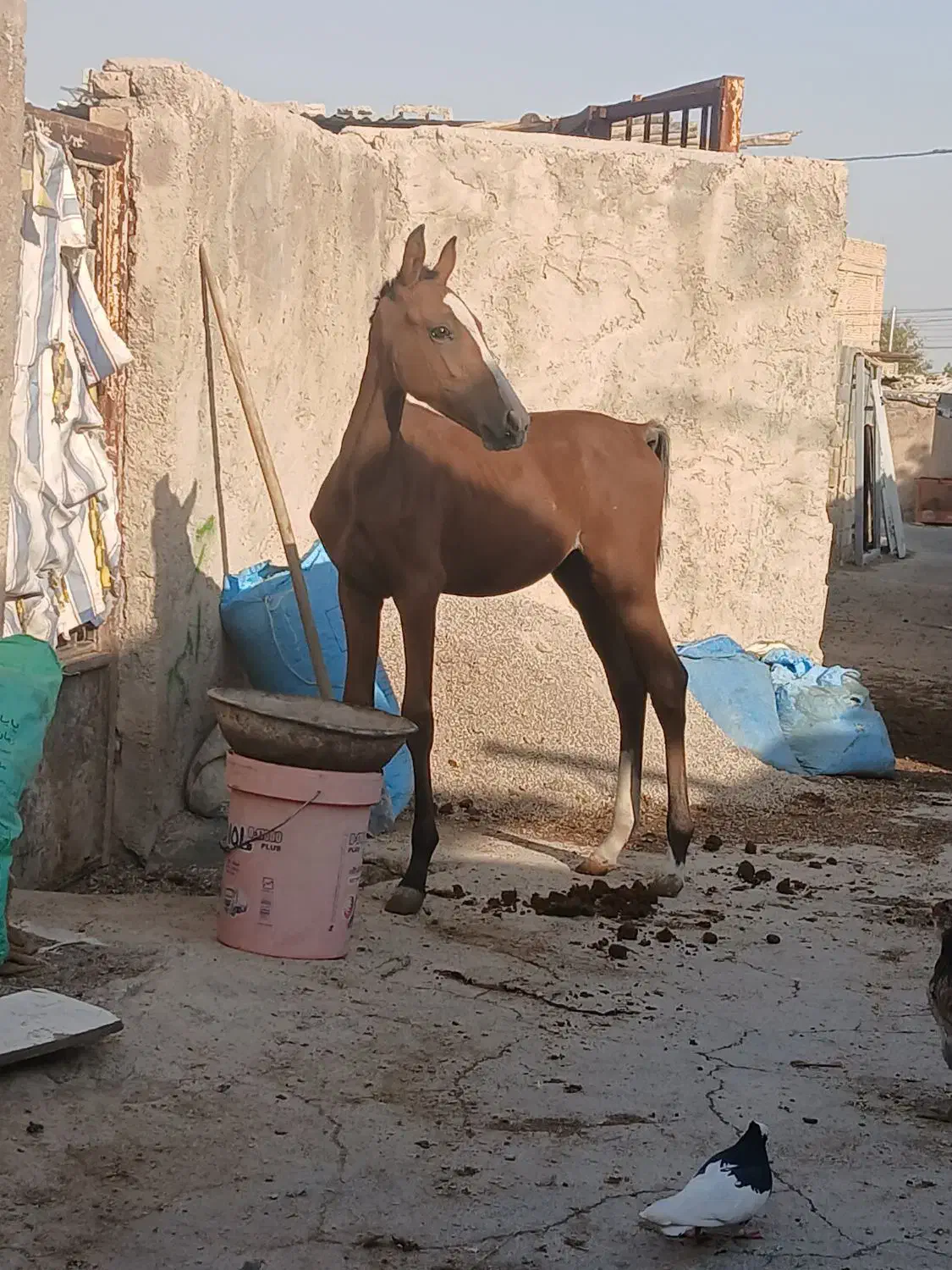 اسب|اسب و تجهیزات اسبسواری|بیضا, |دیوار