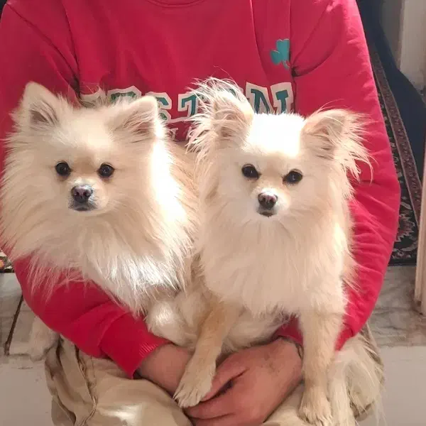 پامرین نرو ماده|سگ|الوند, |دیوار