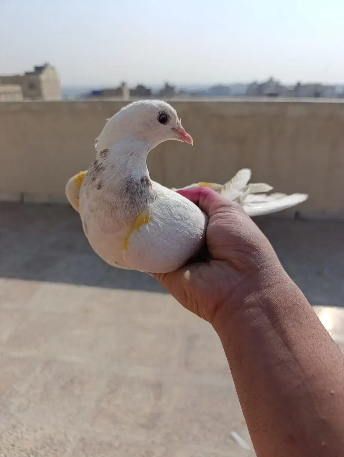 کفتر پرشی خال خوب|پرنده|نسیم‌شهر, |دیوار