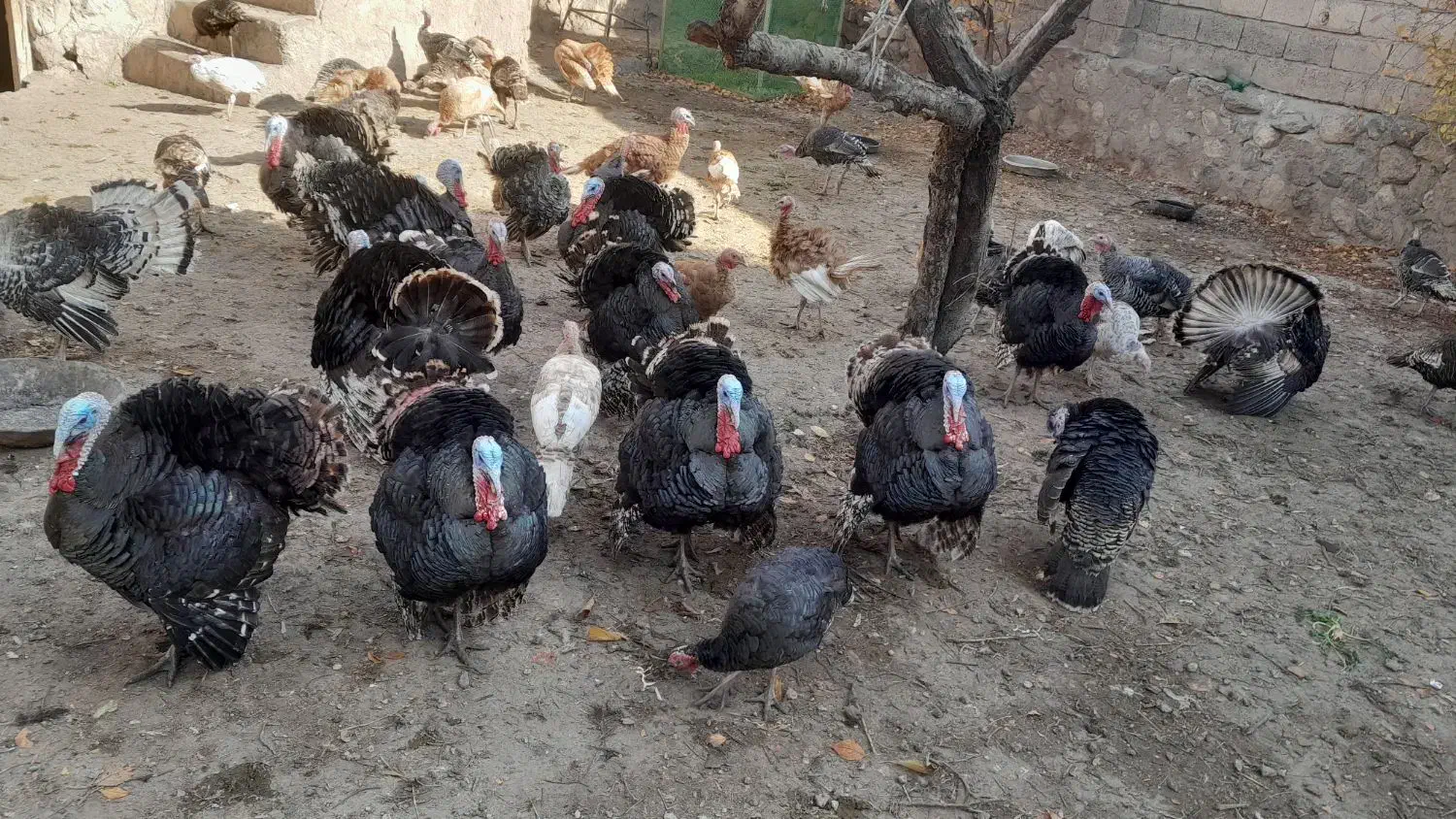 گوشتی|حیوانات مزرعه|مشگین شهر, |دیوار