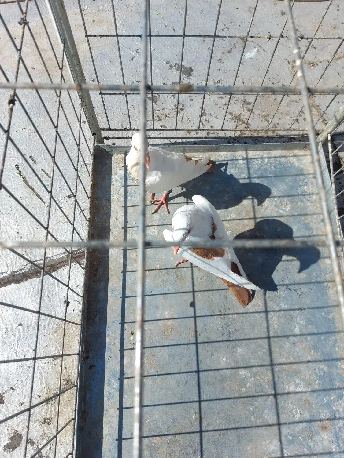 کبوتر دم زرد|پرنده|رفسنجان, |دیوار