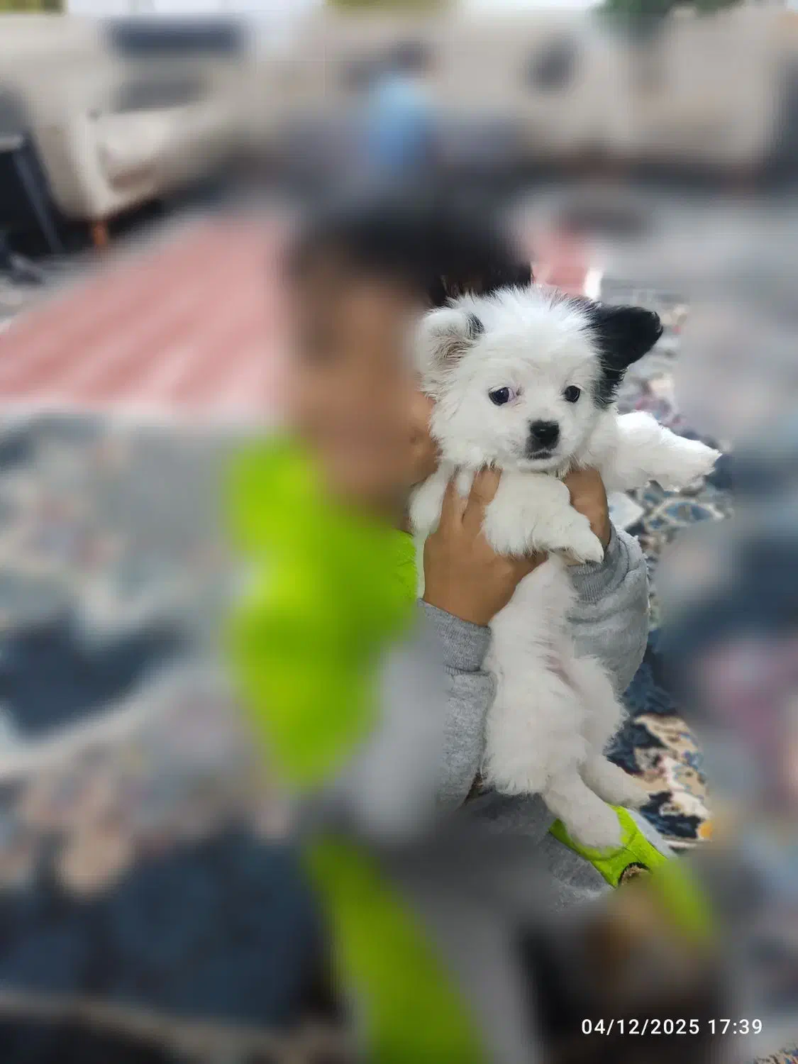 توله سگ شیتوزپامر|سگ|صدرا-فارس, باغشهر گلبهار صدرا|دیوار