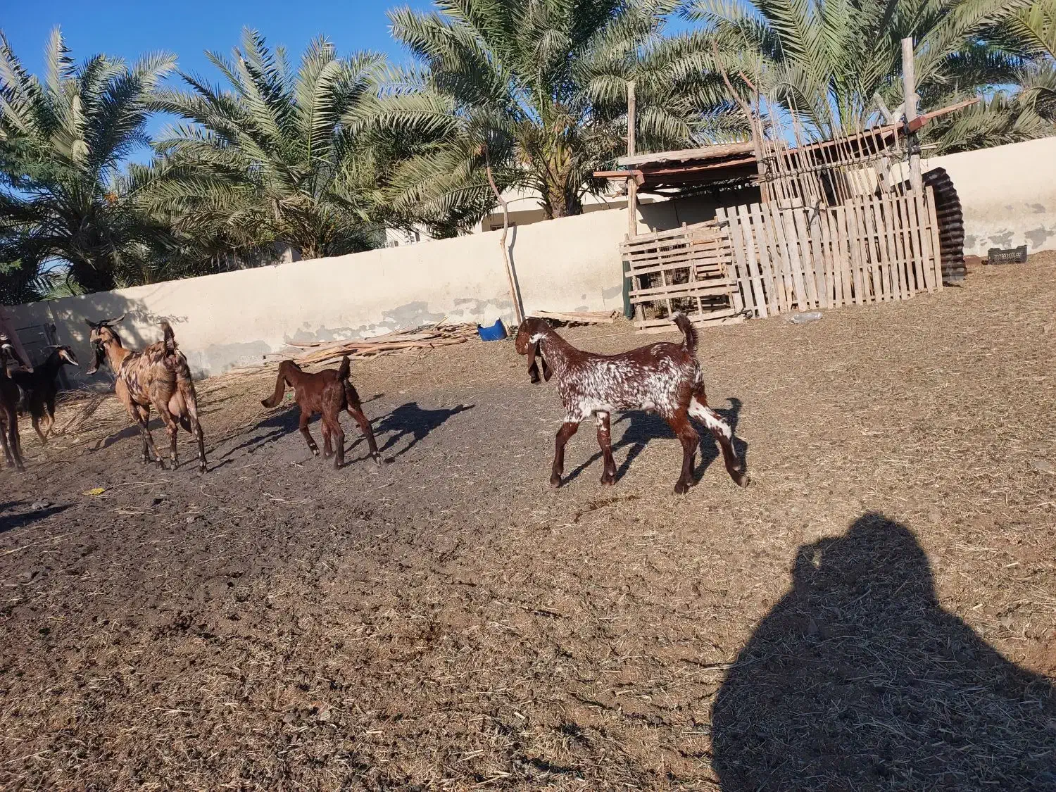 بزها ی پاکستانی اصل دار|حیوانات مزرعه|کنارک, |دیوار