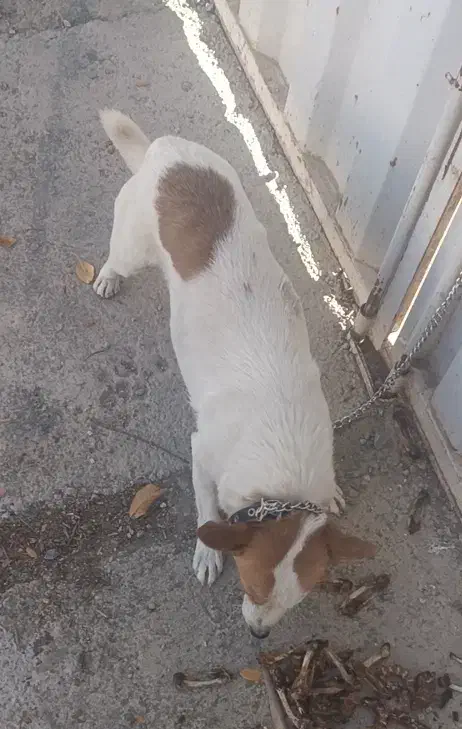 سگ ..|سگ|خمین, |دیوار