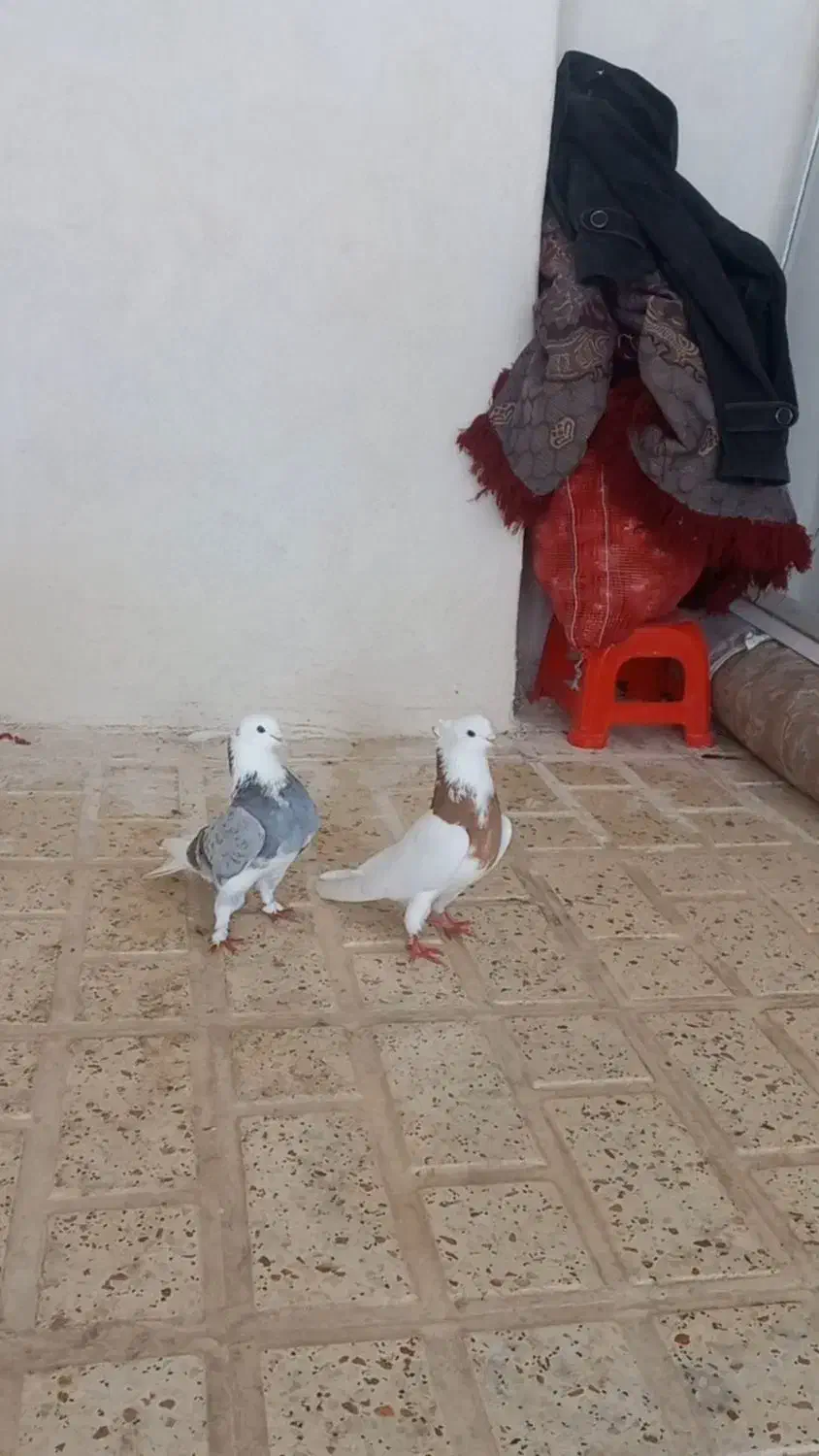 کفتر|پرنده|اسلامآباد غرب, |دیوار