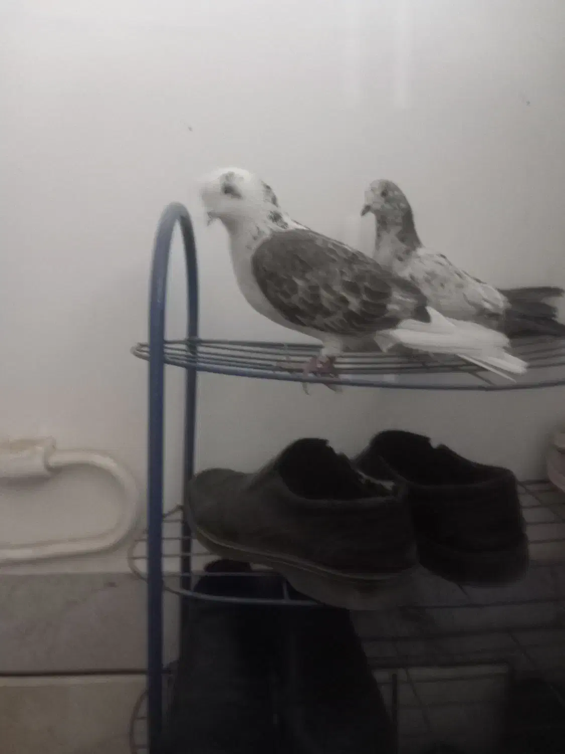 کبوتر|پرنده|الیگودرز, |دیوار