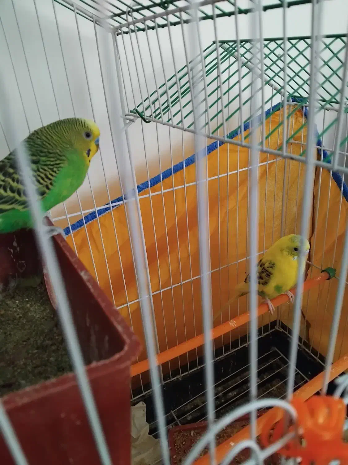 جفت مرغ عشق جوان|پرنده|رفسنجان, |دیوار