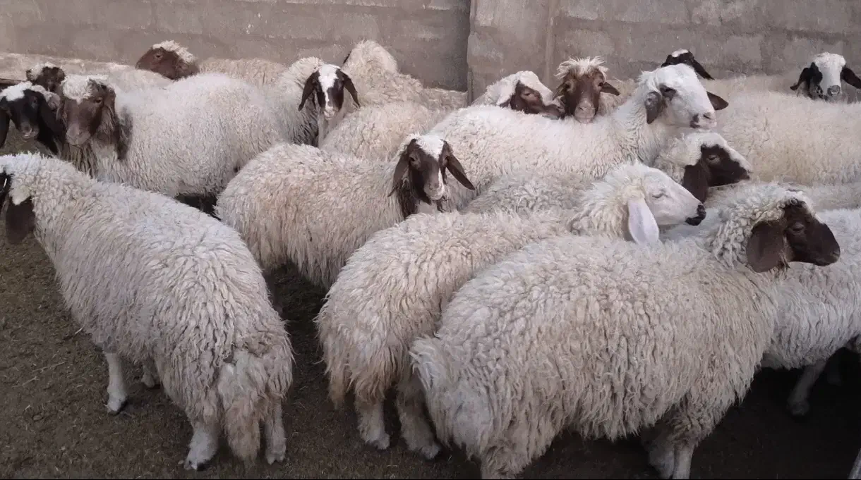 بره کله بور سنجابی|حیوانات مزرعه|سرایان, |دیوار