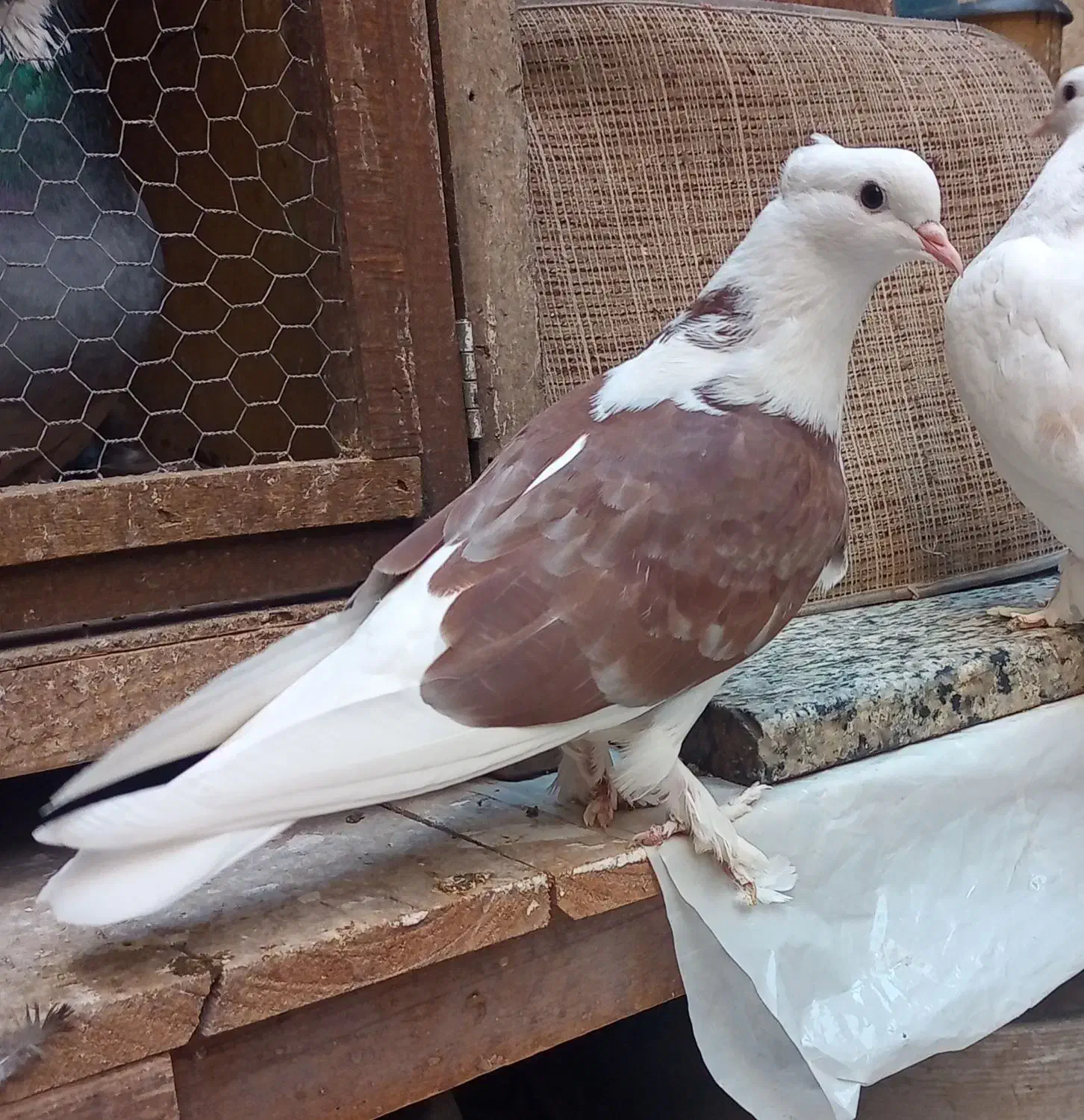 کبوتر 6 تا هما کاکلی پا چکمه جنس پرش|پرنده|تهران, دستغیب|دیوار