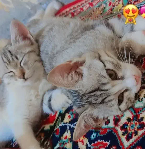 بچه گربه گم شده|سگ|زابل, |دیوار