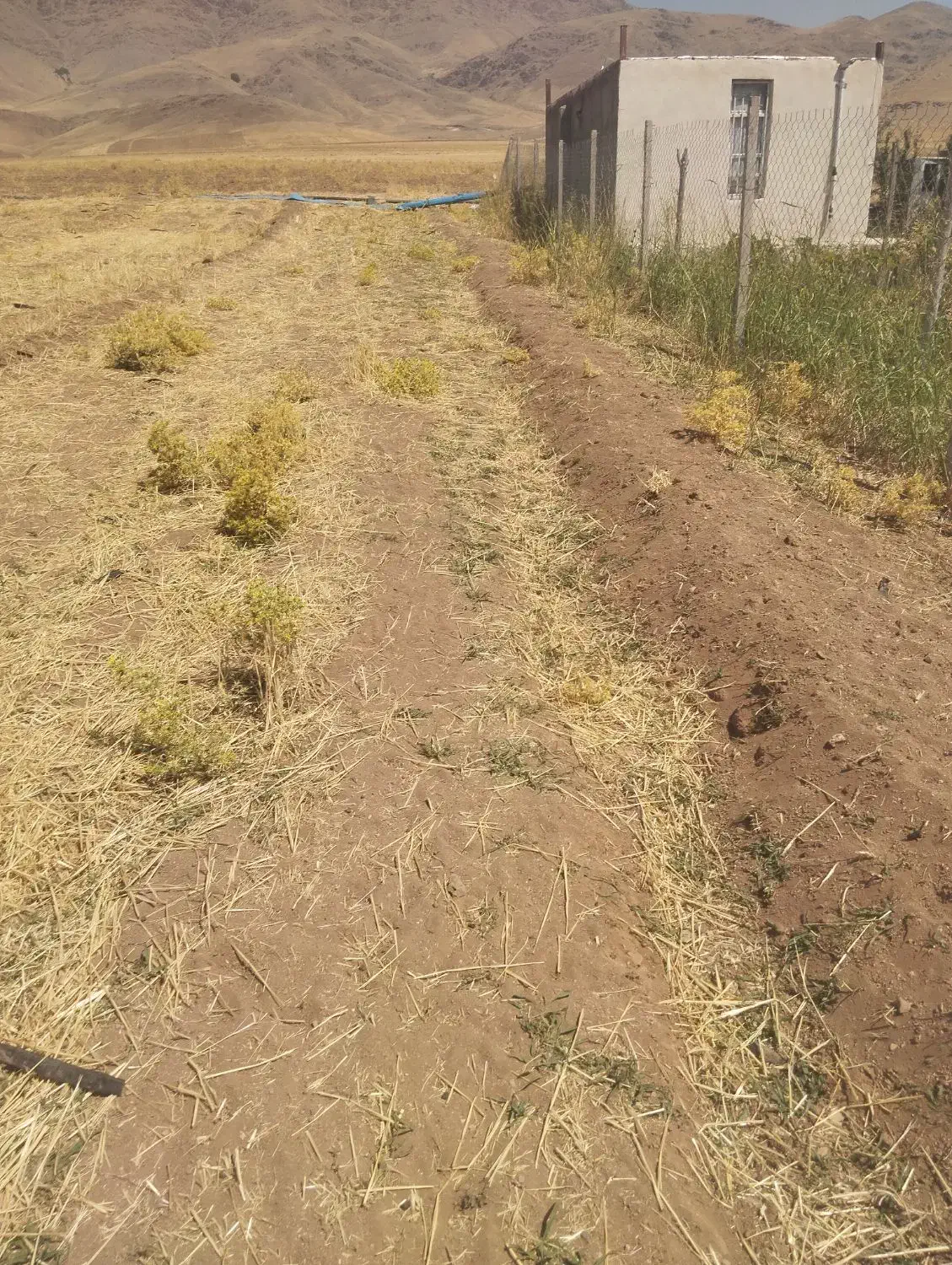 زمین مرغوب نزدیک روستاوچسپیده به جاده اصلی|فروش زمین و ملک کلنگی|دینور, |دیوار