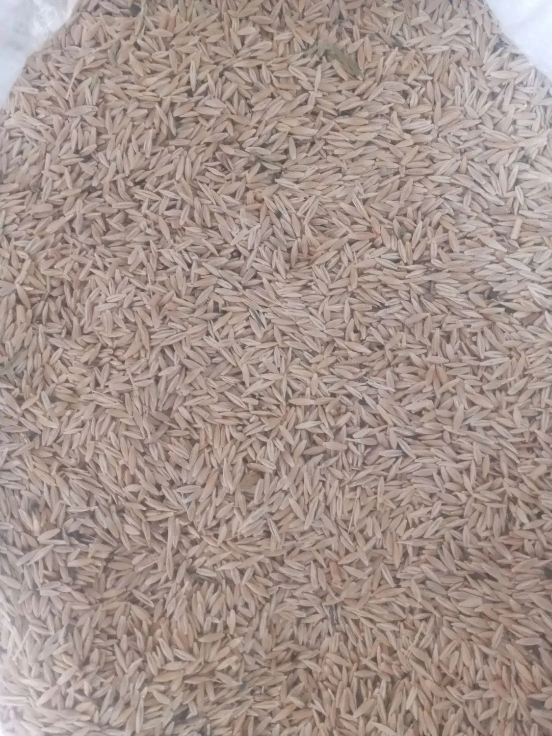 جو دیمه|خدمات باغبانی و درختکاری|تربت جام, جامرود|دیوار