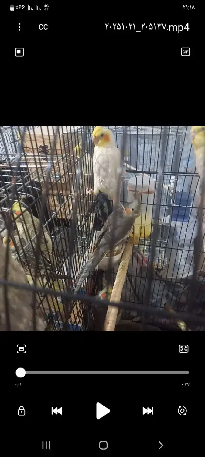 کوتوله برزیلی/ جوجه عروس هلندی|پرنده|صدرا-فارس, فاز ۱|دیوار